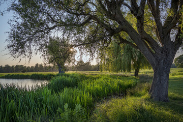 Obraz premium Hour before sunset at Bushy Park ponds
