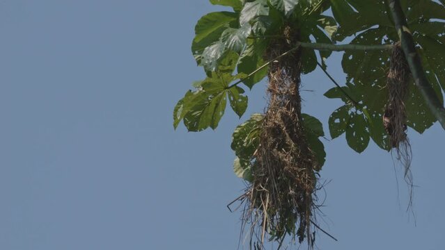 Oropendola bird leaving its nest