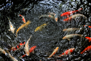 multicolored carp in black water asia background pond oriental nature
