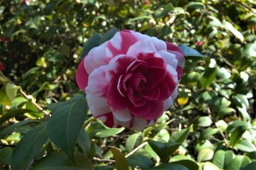 Camelia Rosa y Blanca. Jardín Botánico de Madrid. 