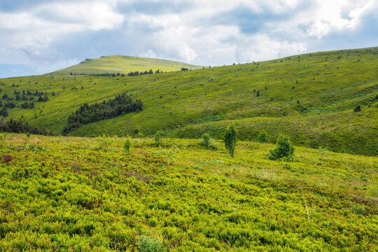 grassy hills and meadows on rolling hills. landscape of carpathian mountains in summer