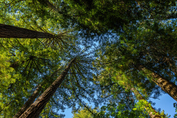 Canopy of Redwood trees in Muir Woods, CA