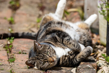 A close up of a tabby and white cat rolling on a brick path in a Sussex garden
