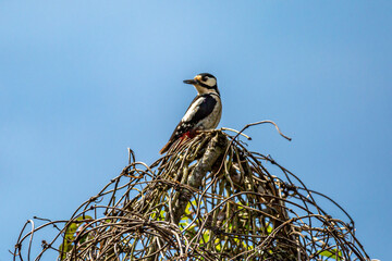 Looking up at a great spotted woodpecker perched at the top of a tree, with a blue sky overhead