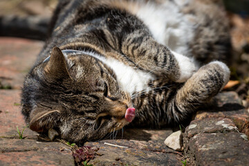 A close up of a tabby and white cat rolling on a brick path in a Sussex garden