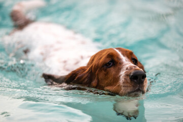 Basset hound swimming