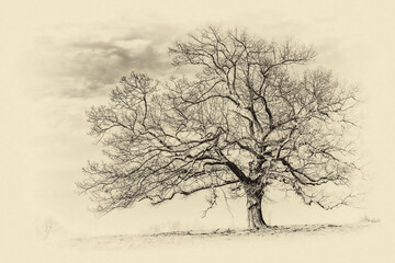 silhouette of a tree in sepia