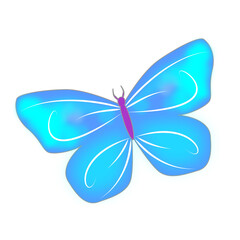 butterfly on a white background