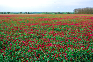 Landscape. Trifolium incarnatum, crimson clover or Italian clover. Field of flowering crimson clovers (Trifolium incarnatum) in spring rural landscape.