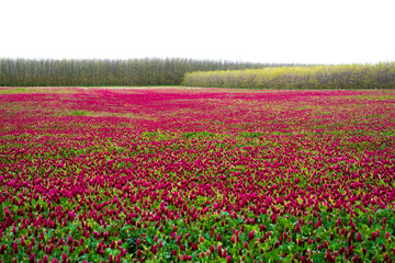 Landscape. Trifolium incarnatum, crimson clover or Italian clover. Field of flowering crimson clovers (Trifolium incarnatum) in spring rural landscape.