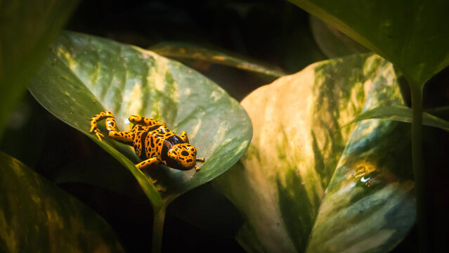 Dendrobate leucomelas