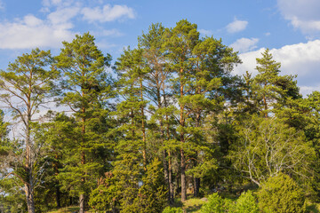 Fototapeta premium Beautiful view of pine trees forest against blue sky with white clouds on summer day. Sweden.