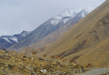 peaceful wid life in himalaya mountain area, view from ladakh, india