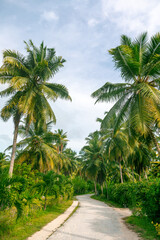 Plakat Hike along the jungle trail lined with palm trees and lots of greenery on La Digue Island in the Seychelles
