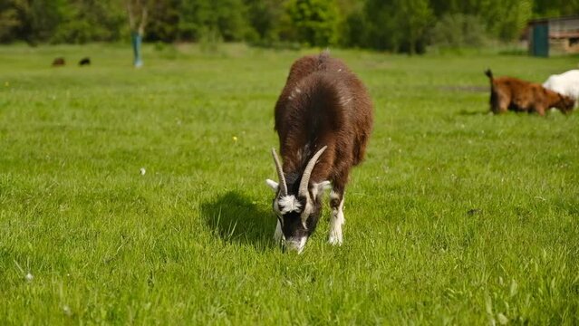 Goats+And+The+Spring Images – Browse 91,021 Stock Photos, Vectors, and ...