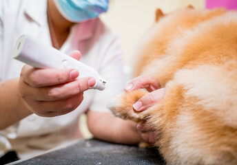 Groomer polishing claws a Pomeranian dog at grooming salon