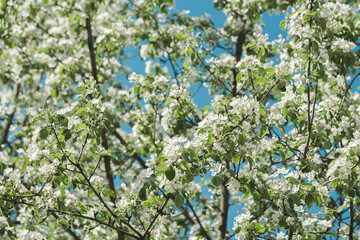 Flowering trees in the spring. Selective focus. spring background