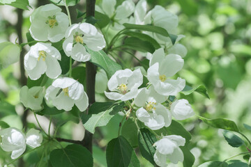 Flowering trees in the spring. Selective focus. spring background