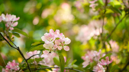 Spring Cherry blossoms, pink flowers. the cherry blossoms are in full bloom, spring flower background