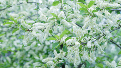 White bird cherry flowers blossom, bee on flowers, green leaves in sunlight. White flowers of bird cherry bush on blue sky. Full frame, selective focus.