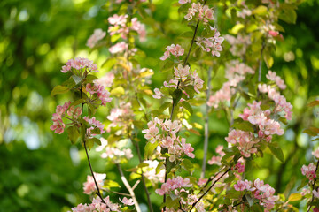 Spring Cherry blossoms, pink flowers. the cherry blossoms are in full bloom, spring flower background