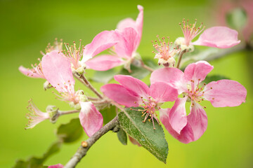 Spring Cherry blossoms, pink flowers. the cherry blossoms are in full bloom, spring flower background