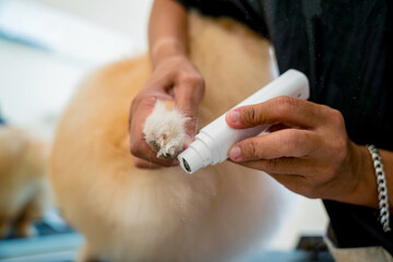 Groomer polishing claws a Pomeranian dog at grooming salon