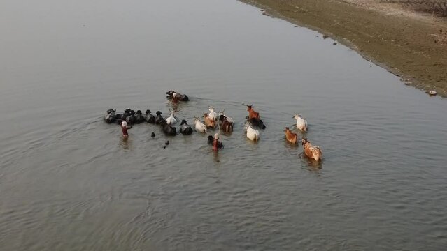 drone filming at sunset, cows ford the sacred river yamuna in vrindavan in india