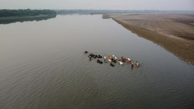 drone filming at sunset, cows ford the sacred river yamuna in vrindavan in india
