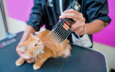 Groomer cutting a beautiful red cat at grooming salon. - obrazy, fototapety, plakaty