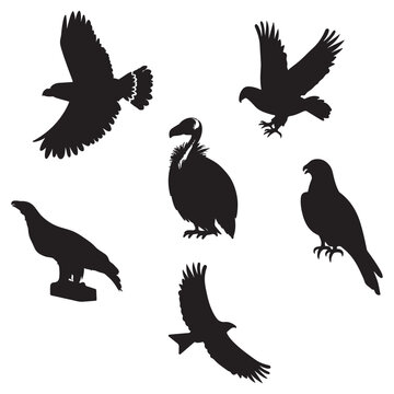 Eagle bird set drawn silhouette illustrations.