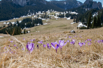 Purple mountain wild flowers ( Crocus sativus, spring saffron ) early spring in Romania