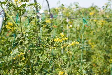 Tomatoes growing on the farm outdoors