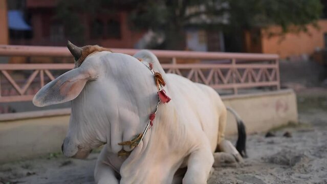 сow sacred animal in vrindavan in india, place of pilgrimage, holy place