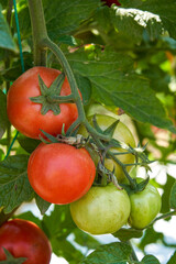 Tomatoes growing on the farm outdoors