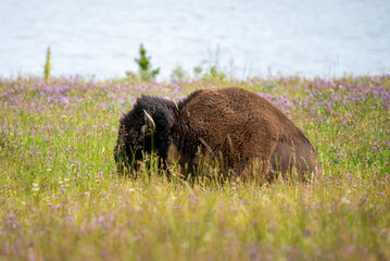 American Bison in the field of Yellowstone National Park, Wyoming