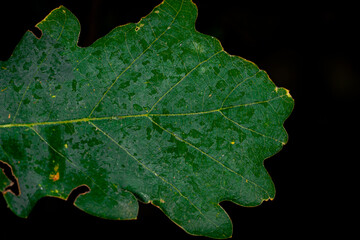Close-up detail of green leaf vein detail on black background. Close up macro shot. Horizontal macro photography view.