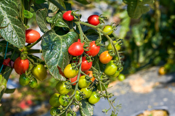 Tomatoes growing on the farm outdoors