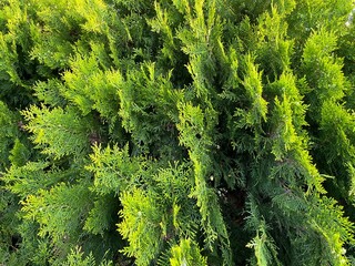vertical branches of cypress in sunset sunlight.