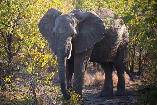 juvenile elephant eating mopani tree