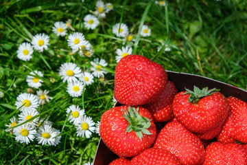 strawberries in a grass