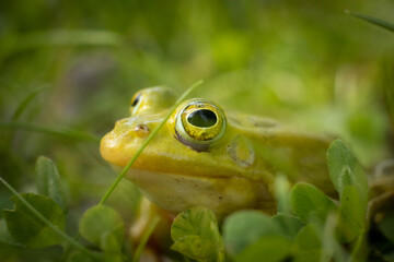 Green frog is sitting on the green grass. Green frog sitting on a grass surrounded by vegetation. A frog in its natural environment. Ecologically clean environment