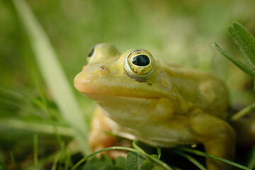 Green frog is sitting on the green grass. Green frog sitting on a grass surrounded by vegetation. A frog in its natural environment. Ecologically clean environment