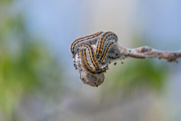 Caterpillar of black-veined white (Aporia crataegi).