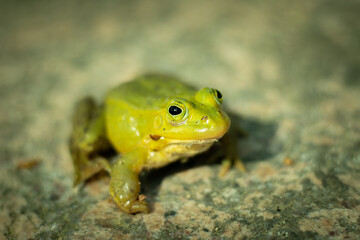 A green frog is sitting on a rock. Green frog sitting on a rock surrounded by vegetation. A frog in its natural environment. Ecologically clean environment