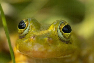 Green frog is sitting on the green grass. Green frog sitting on a grass surrounded by vegetation. A frog in its natural environment. Ecologically clean environment