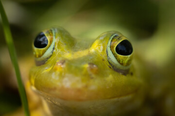 Green frog is sitting on the green grass. Green frog sitting on a grass surrounded by vegetation. A frog in its natural environment. Ecologically clean environment