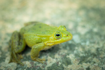 A green frog is sitting on a rock. Green frog sitting on a rock surrounded by vegetation. A frog in its natural environment. Ecologically clean environment