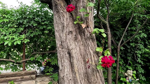 Taflan (Euonymus Japonica Aurea) and petunya (Petunia hybridain) flowers in a green lawn garden
