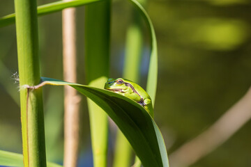 Hyla arborea - Green tree frog on a stalk. The background is green. The photo has a nice bokeh....